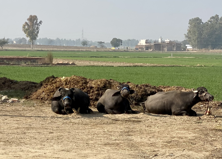 Farm Visit